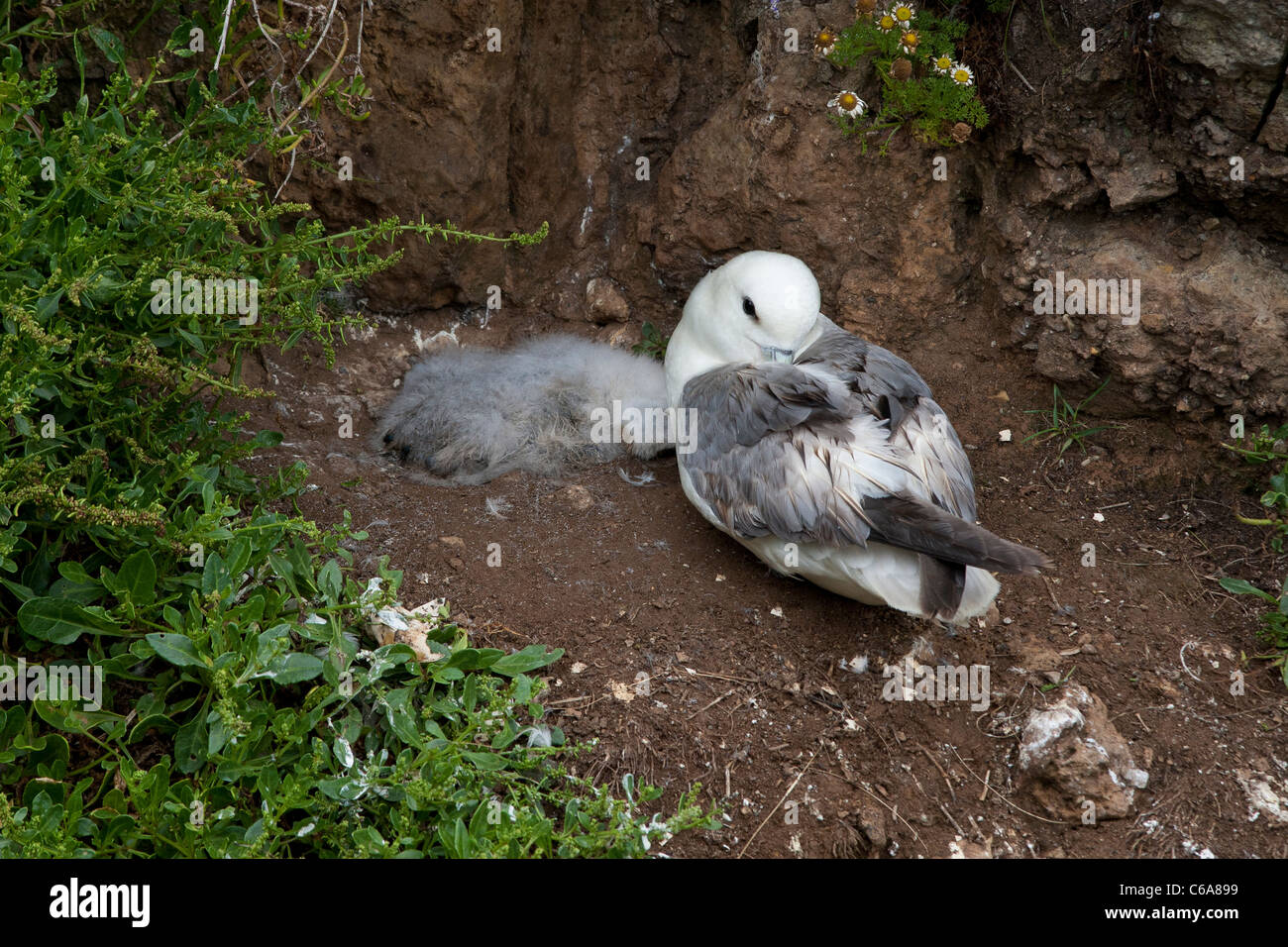 Fulmarus glacialis - grieving near its dead chick Stock Photo