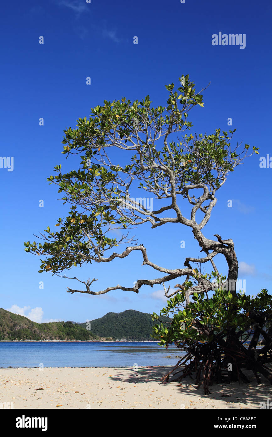 A mangrove tree on the sands of Snake Island, El Nido Bay, Philippines Stock Photo