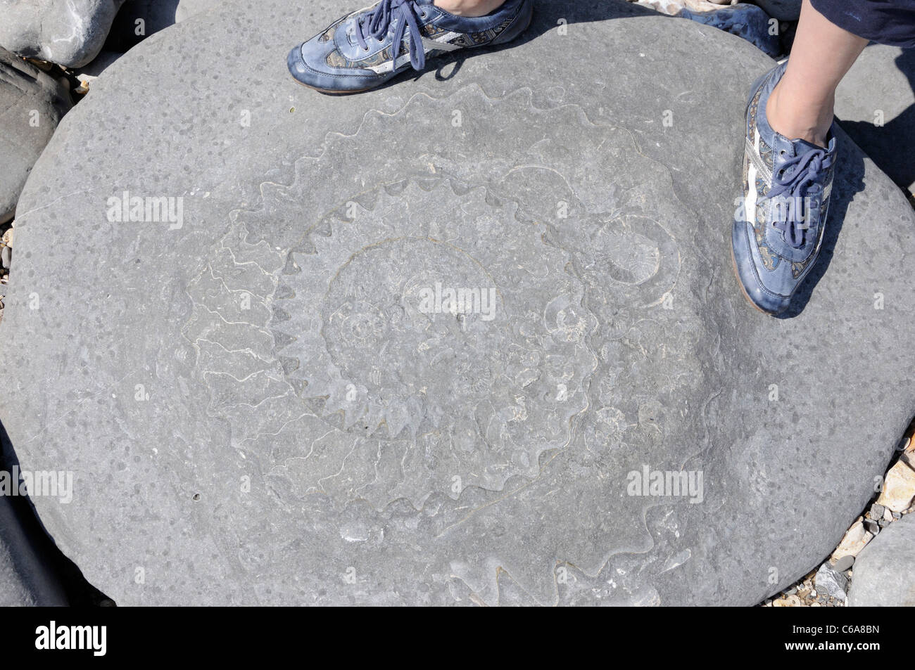 Ammonite fossil embedded in rocks west of Lyme Regis Stock Photo