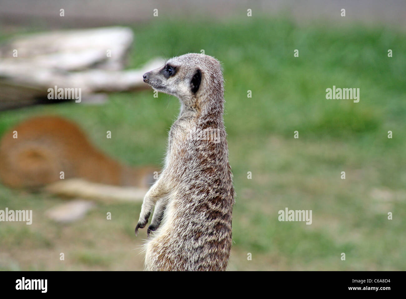 profile of a meerkat Stock Photo