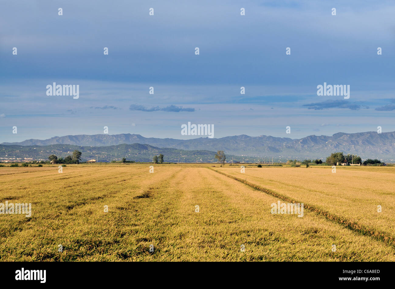 Rice fields. Ebro Delta. Tarragona province. Spain Stock Photo