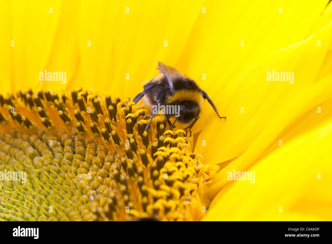 Bombus terrestris - bumble bee on sunflower Stock Photo