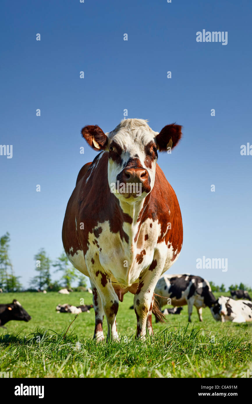 Brown cow in a field Stock Photo