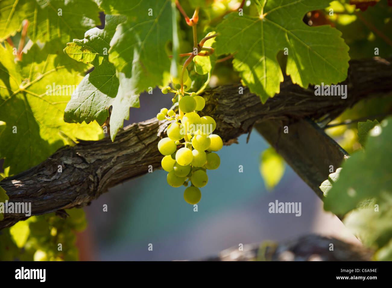 Grapes on the vine Stock Photo