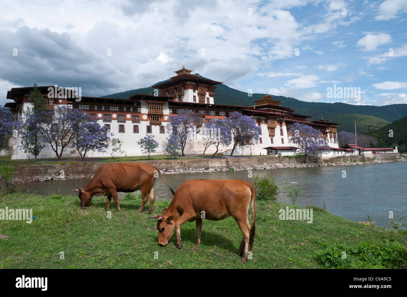 view of the Dzong in Punakha. bhutan Stock Photo