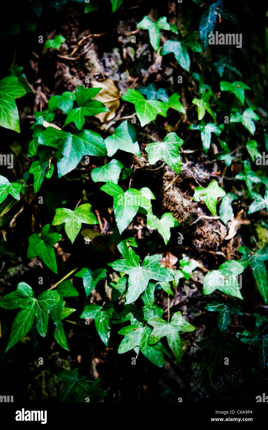 Ivy climbing (lat. Hedera helix) winds around the trunk of the tree Stock Photo