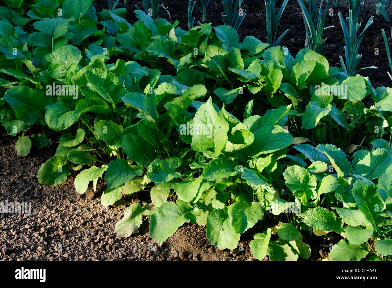 Mixed bed of turnip (Brassica rapa), vegetable garden Stock Photo