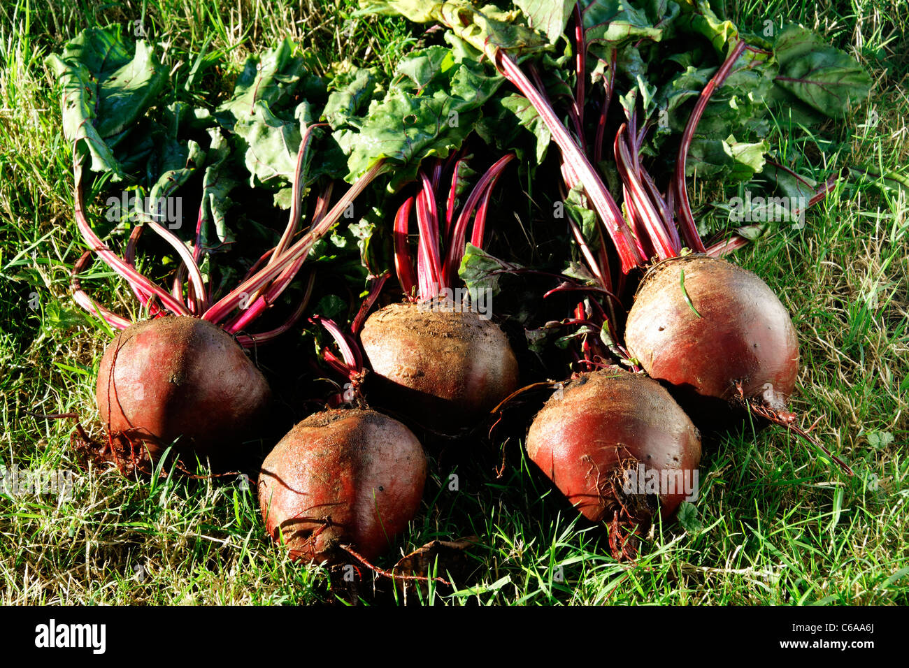 Harvested Beets (Beta vulgaris var. rubra), vegetable garden Stock