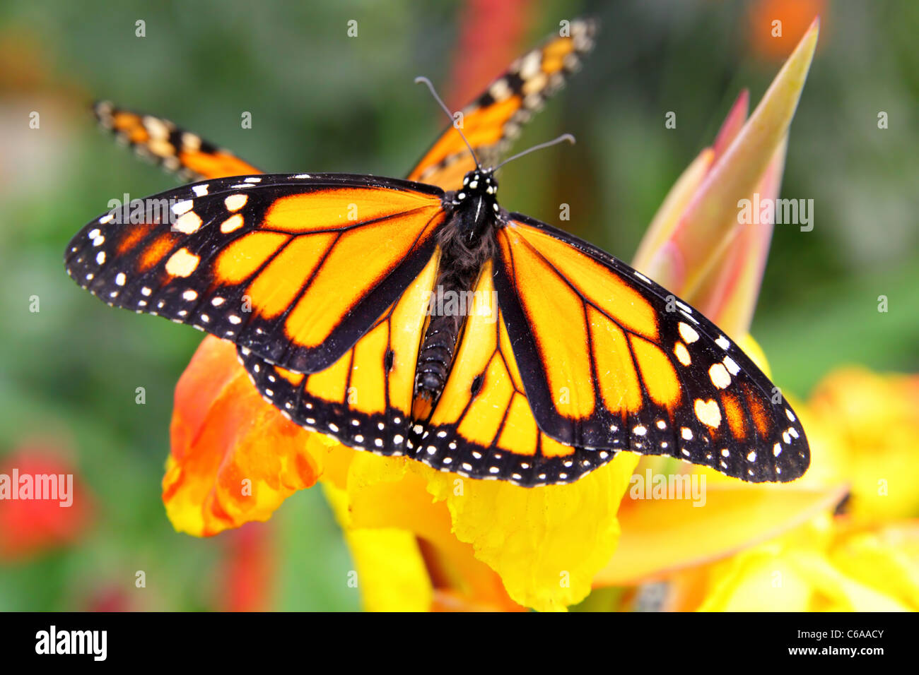 Monarch Butterfly (Danaus plexippus) on flower close-up Stock Photo - Alamy