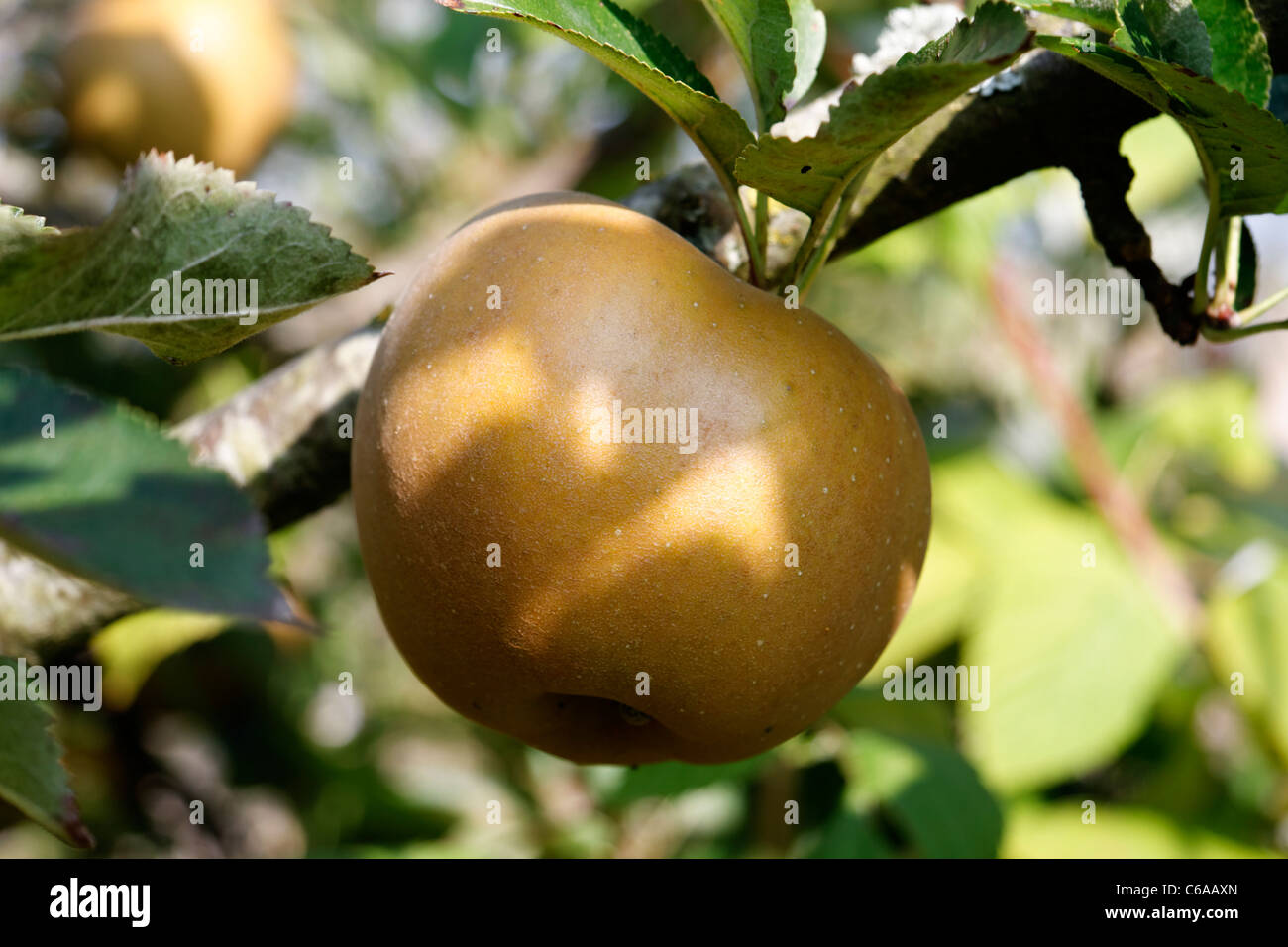 Russet apple (Reinette grise du Canada), Suzanne 's garden, Le Pas, Mayenne, Pays de la Loire, France). Stock Photo
