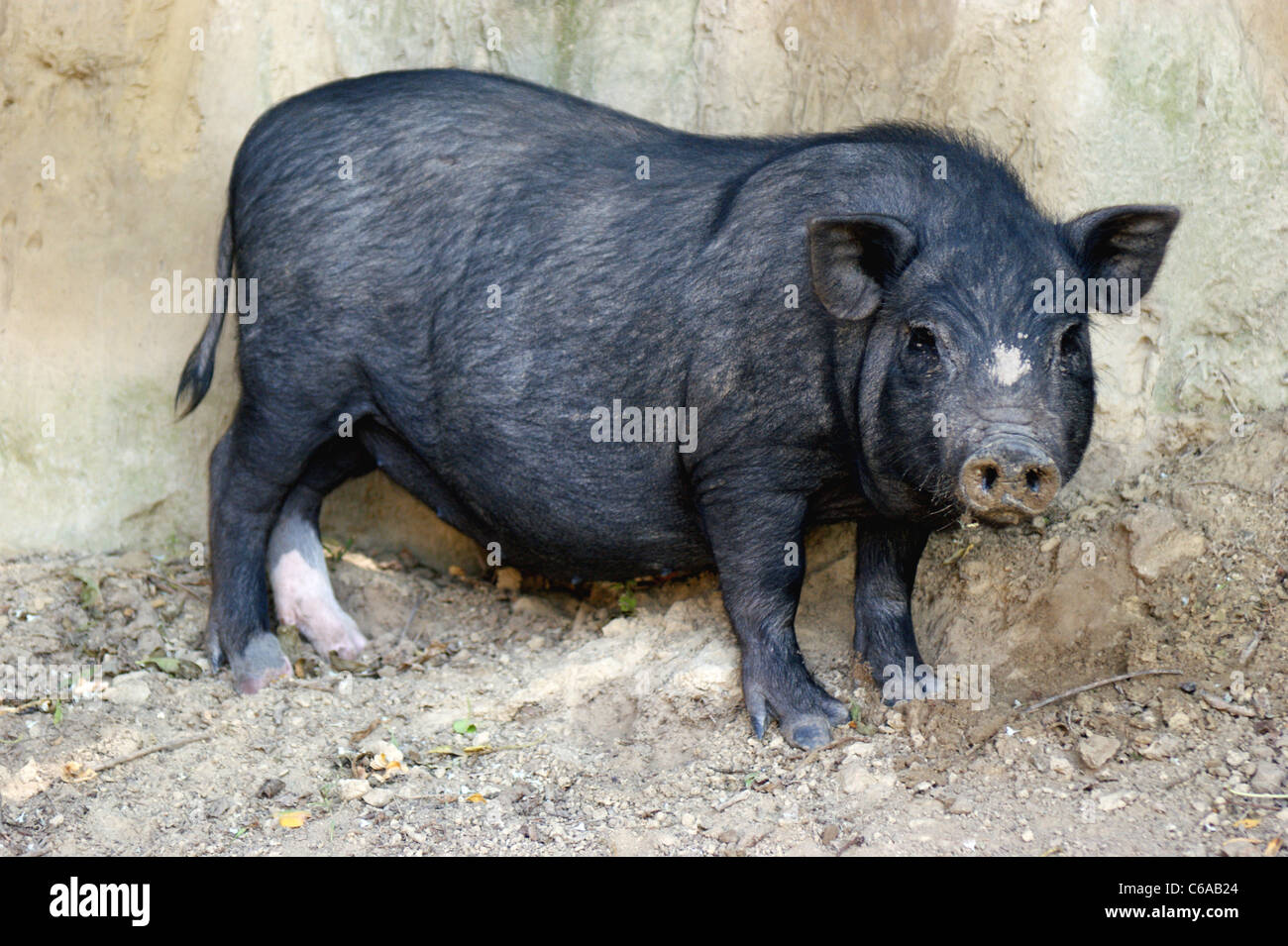 Potbellied pig in a sandy outdoor enclosure Stock Photo Alamy