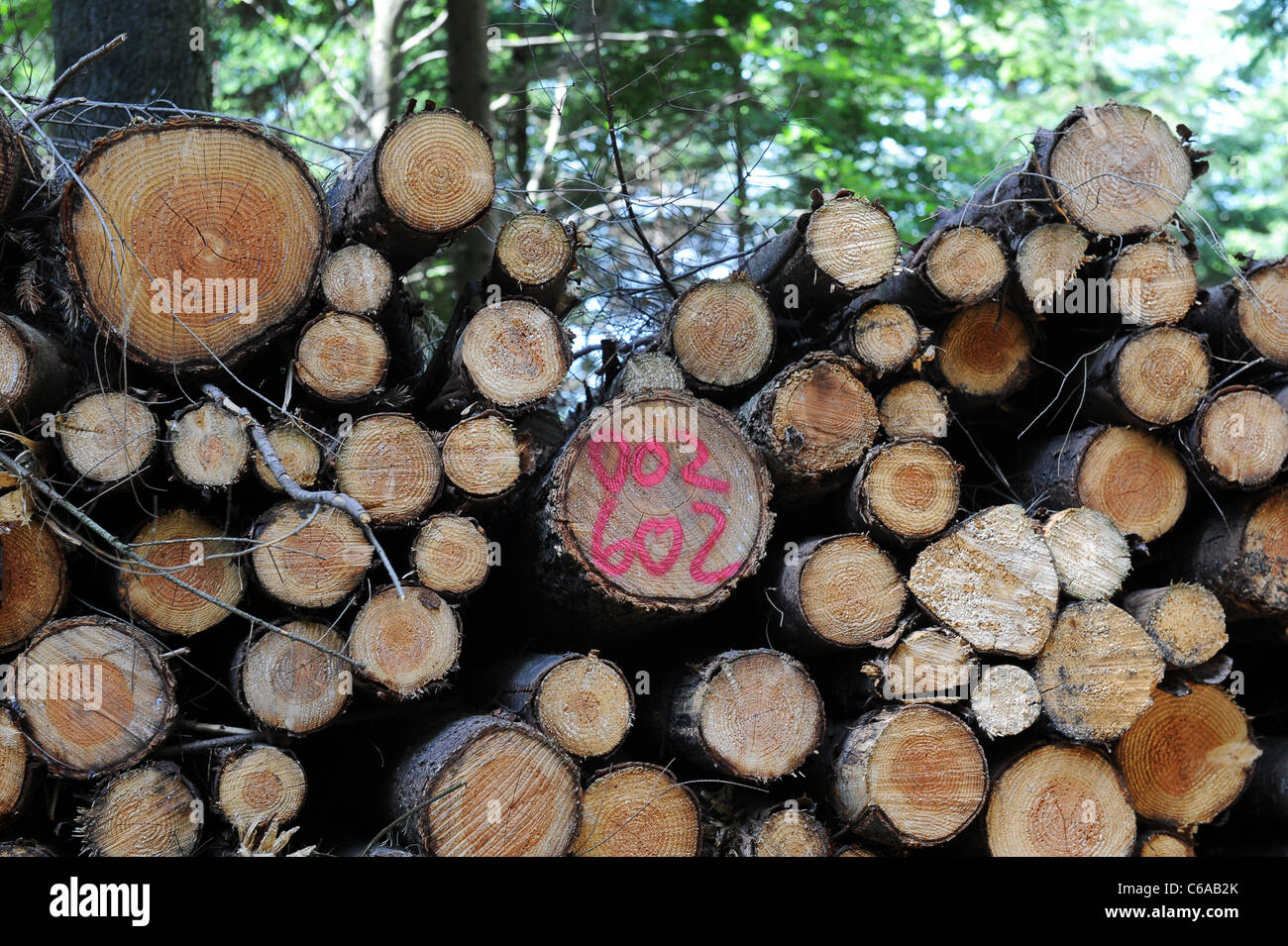 Timber in the Harz National Park Germany stacked reading for transporting Stock Photo