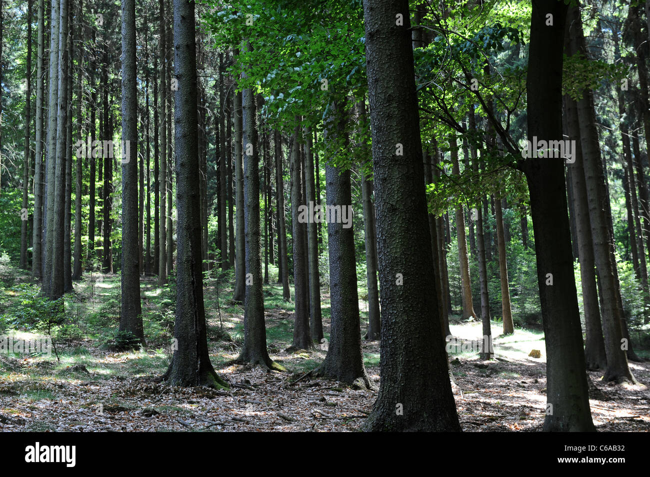 Woodlands near Heidelberg Germany Stock Photo