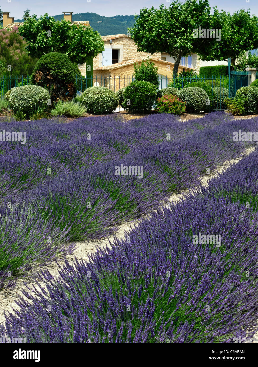 Lavendel field near Roussilion , Vaucluse, Provence, France, Stock Photo