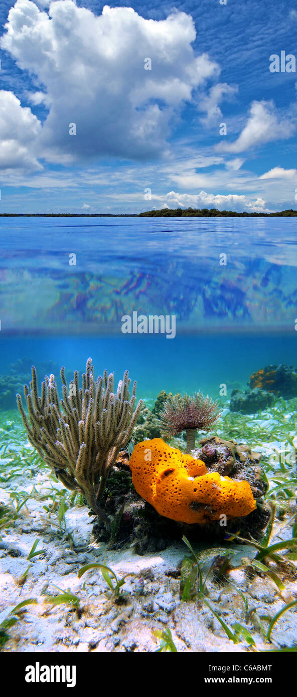 Surface and underwater view with gorgonian, coral, sea sponge and sea worm, Panama Stock Photo