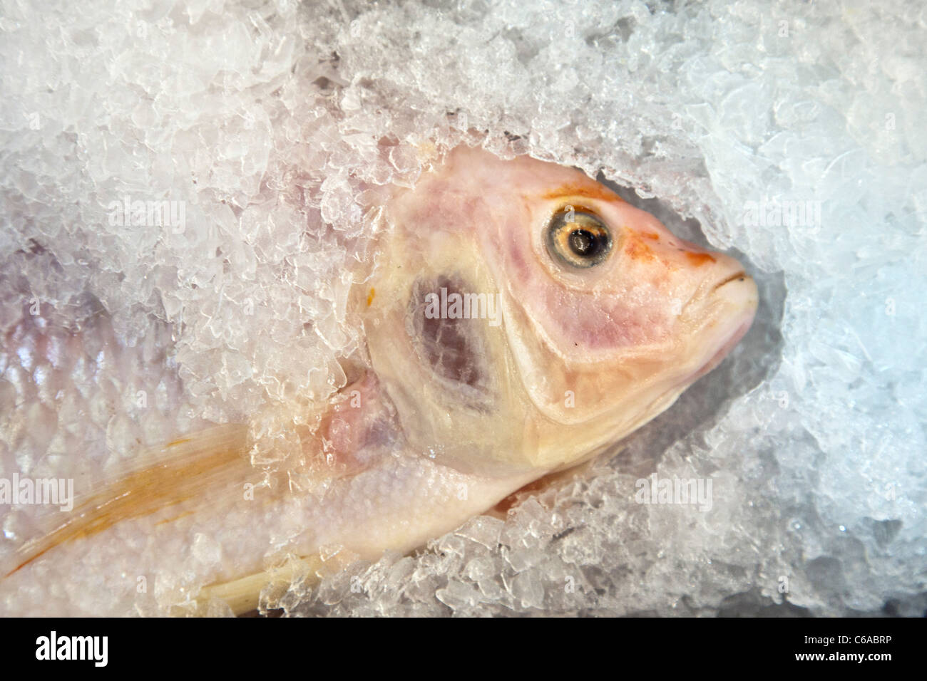 bright eyed delicately colored fresh Tilapia fish displayed for sale on bed of crushed ice in fish department of US supermarket Stock Photo
