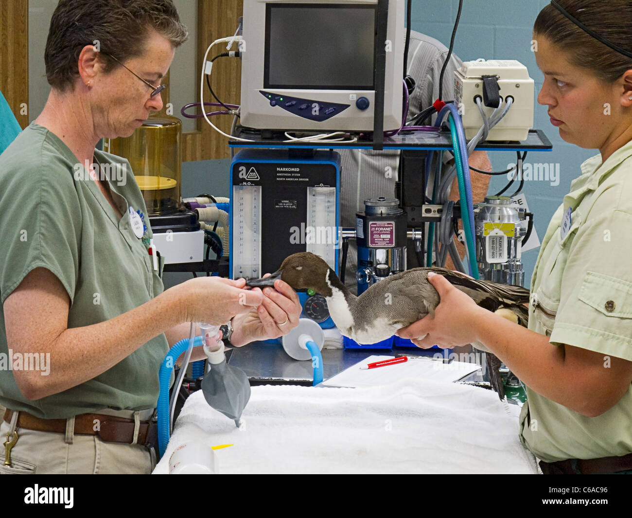 Veterinarians treating a duck at Animal Health & Care, Rafiki’s Planet Watch, Disney’s Animal Kingdom. Disney World, Florida Stock Photo