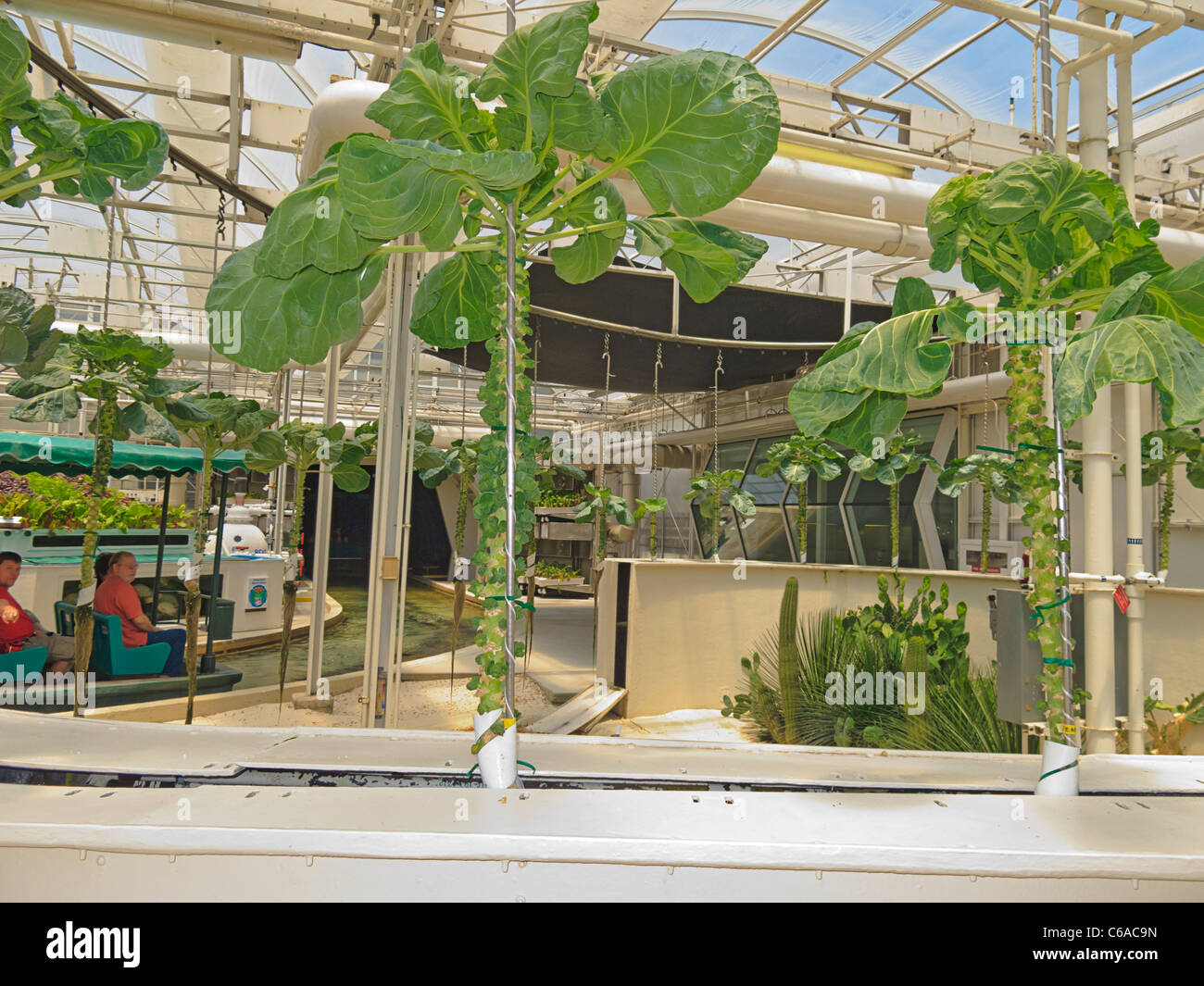 Brussels sprouts growing hydroponically in Disney World's Living With