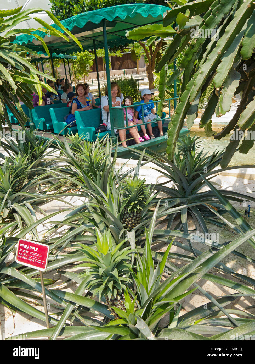 Tourists in boat travel past pinepple plants at Disney World's 'Living With The Land' tour at the Land Pavilion, Epcot, Florida Stock Photo