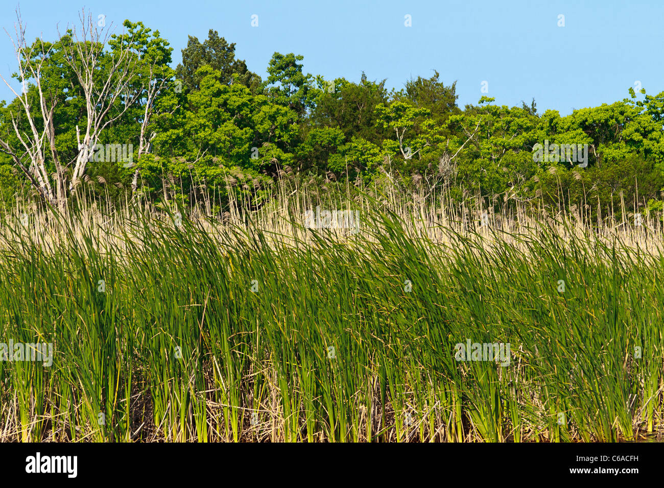 Sea oats and sawgrass with hard wood trees along the Apalachicola River in the town of Apalachicola along the Florida Panhandle. Stock Photo