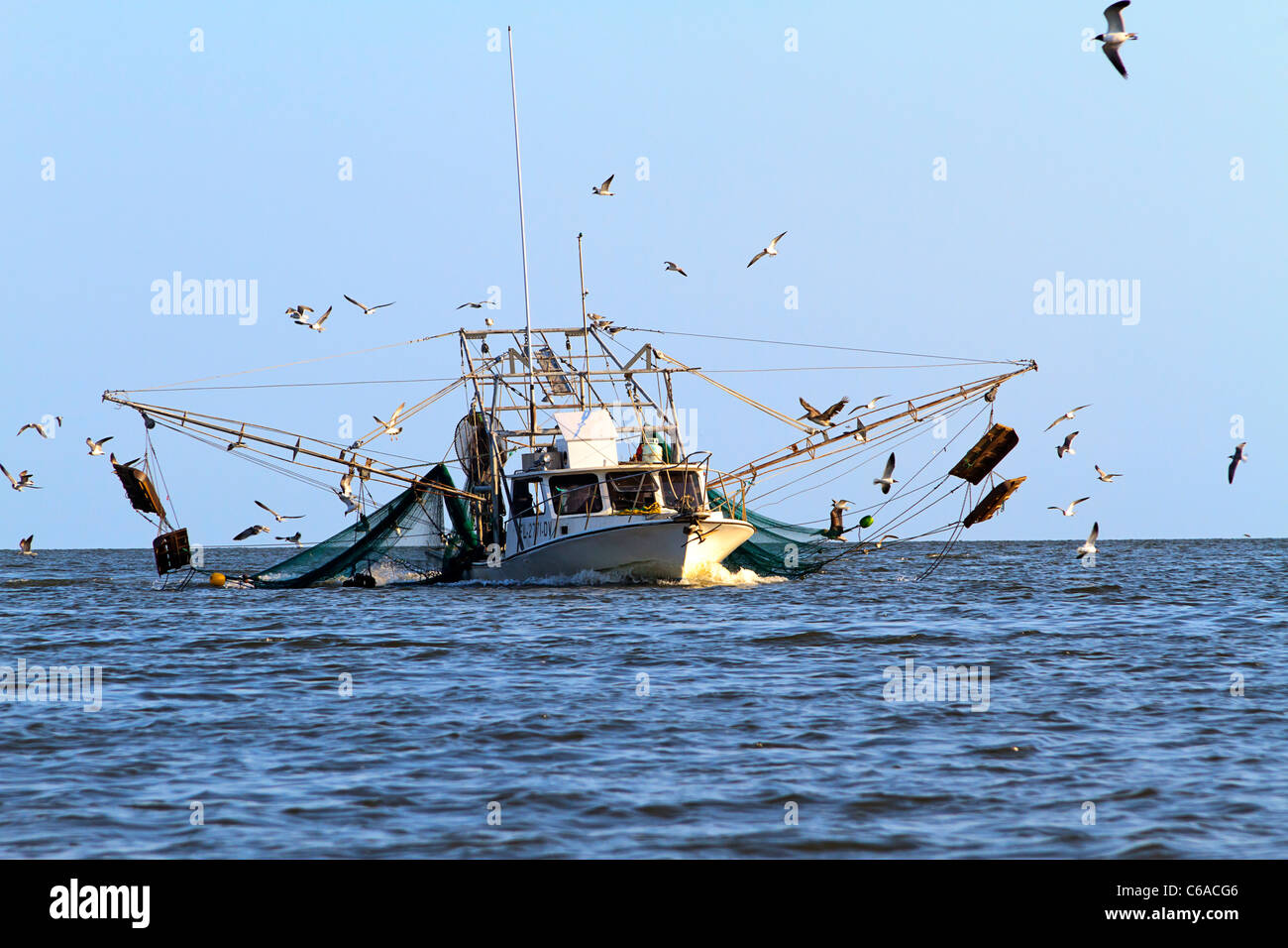 Shrimp boat coming in from a day of fishing, surrounded by hungry gulls