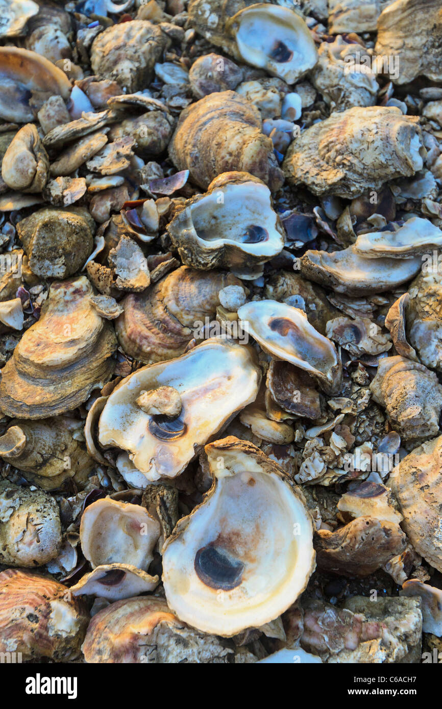 Empty oyster shells with colors of sunset on the beach in Apalachicola, Florida. Stock Photo