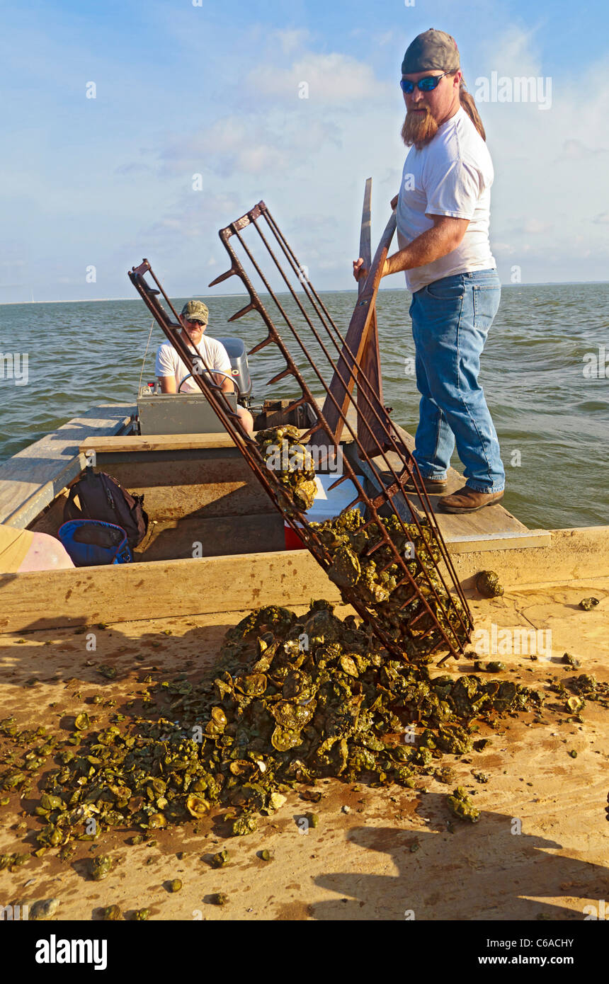 Oyster fishermen working with traditional harvest tongs and baskets in