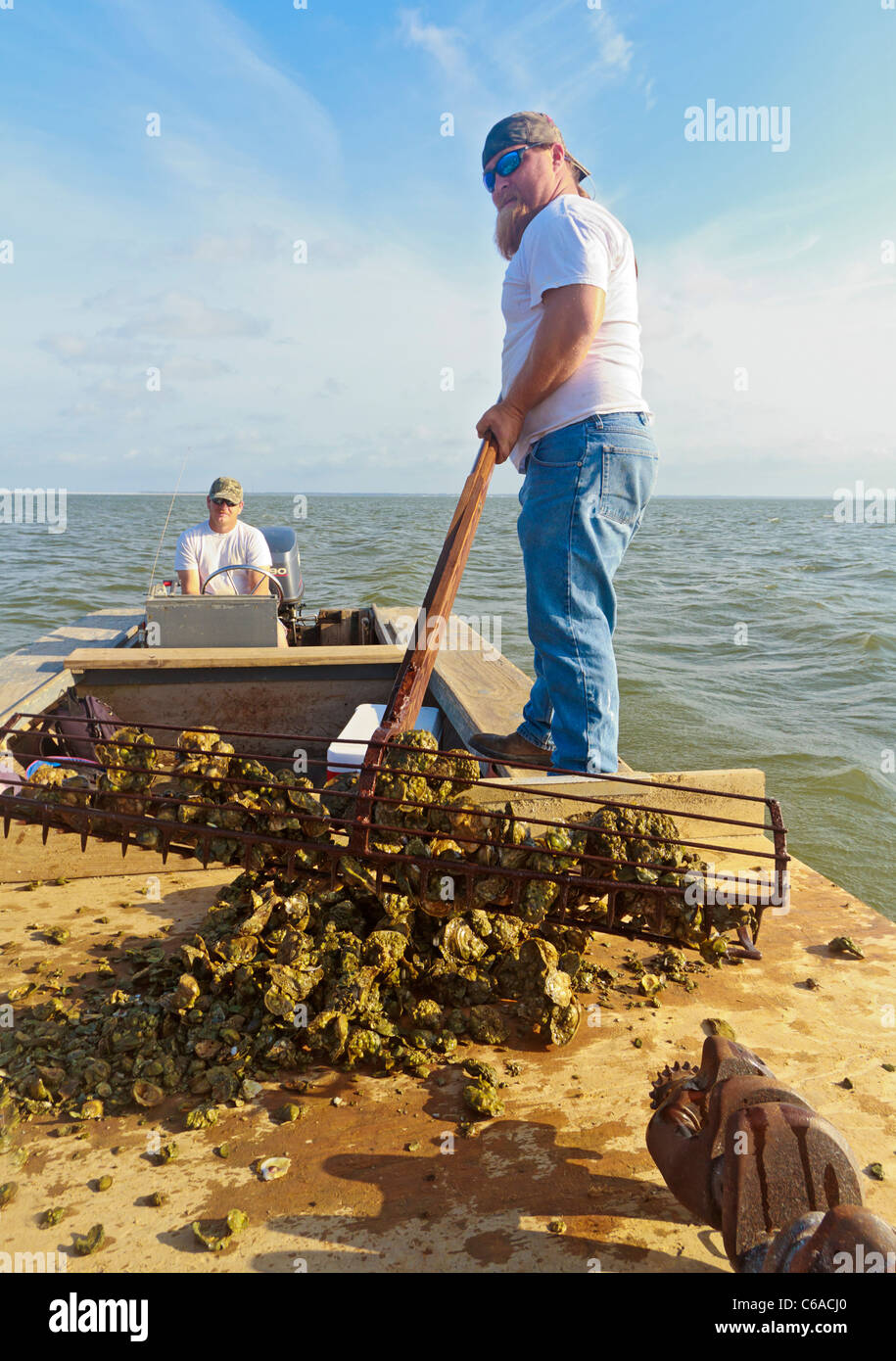 Oyster harvest hires stock photography and images Alamy