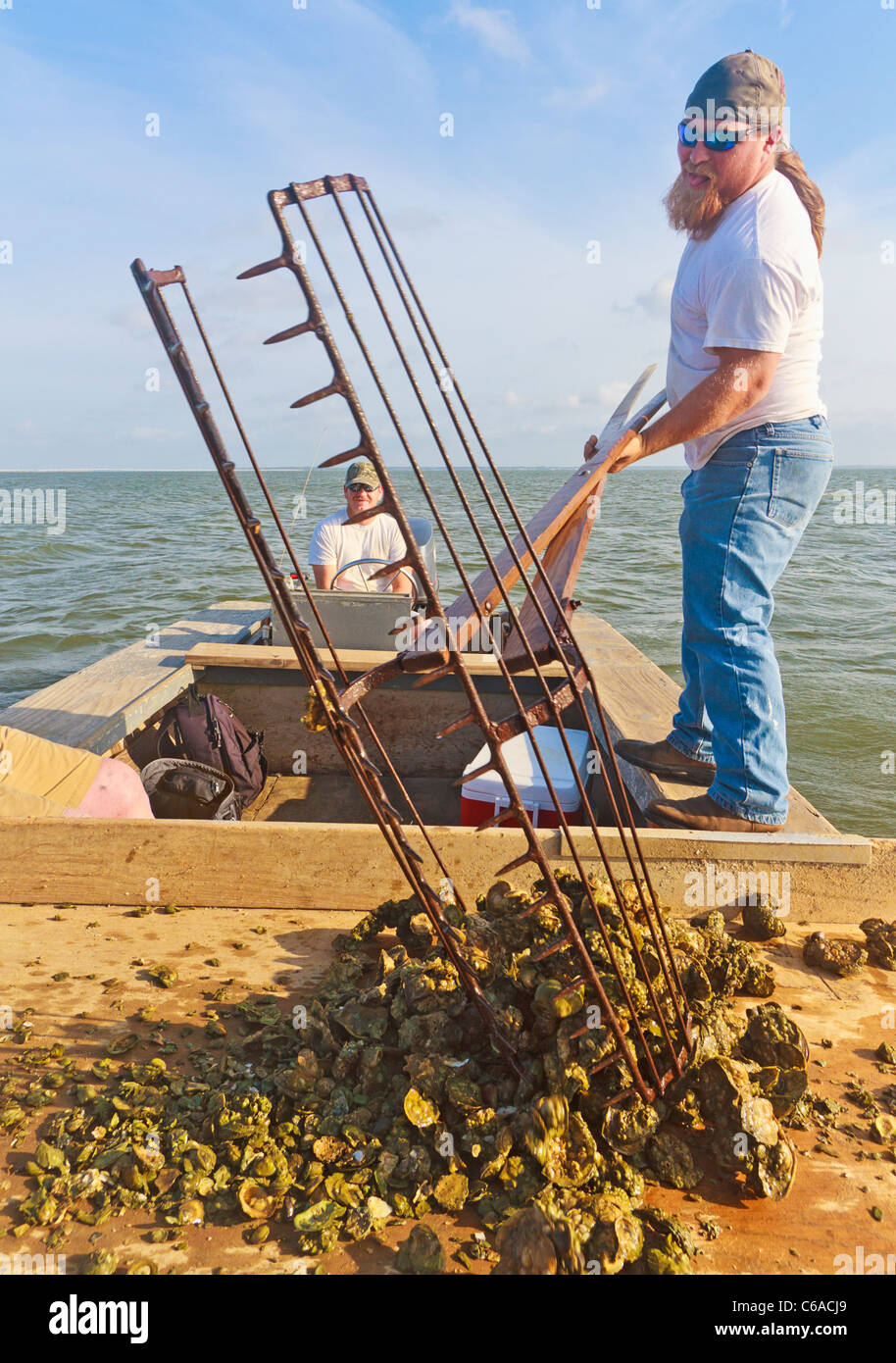 Oyster fishermen working with traditional harvest tongs and baskets in