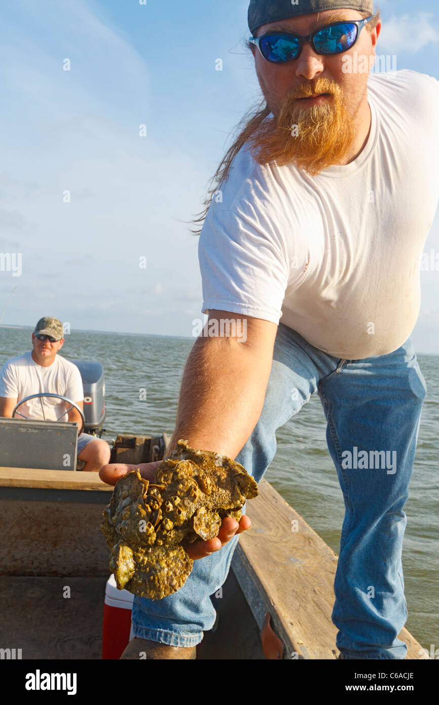 Oyster fisherman shows clump of oysters while working in Apalachicola Bay Stock Photo