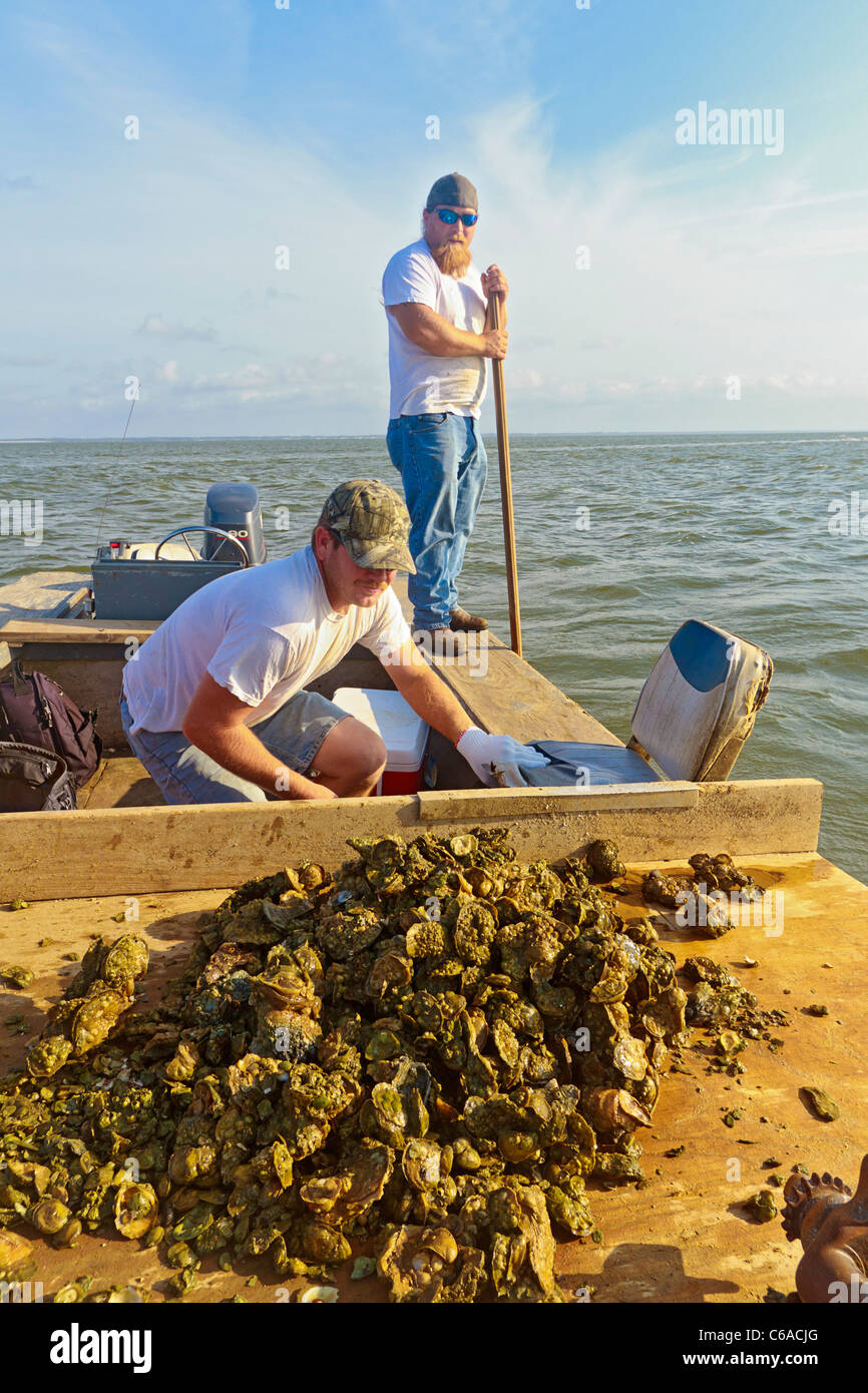 Oyster fishermen sorting oysters and working with traditional harvest