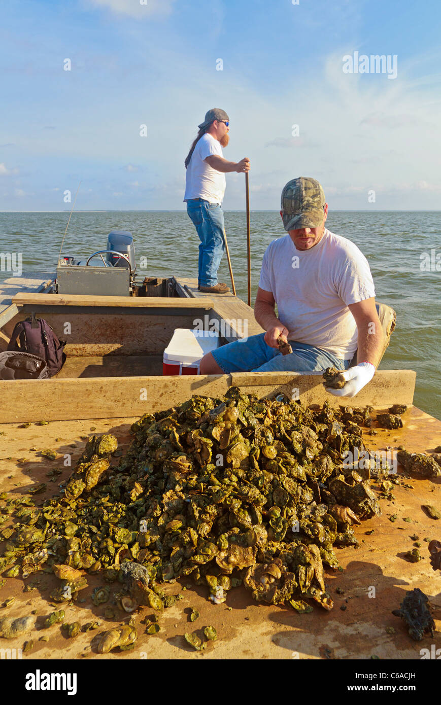 Oyster fishermen sorting oysters and working with traditional harvest tongs and baskets in Apalachicola Bay Stock Photo