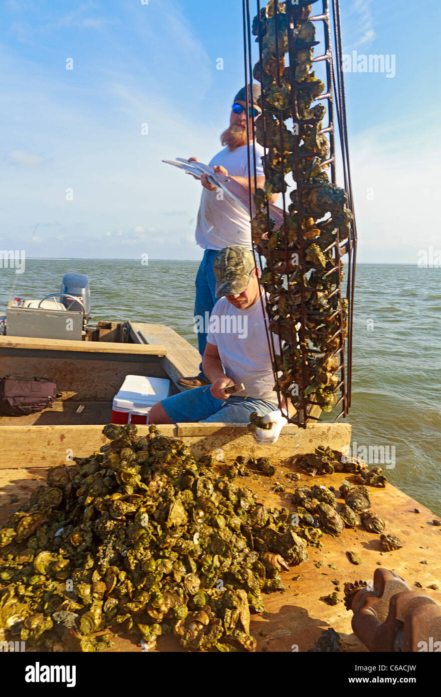 Oyster fishermen working with traditional harvest tongs and baskets in