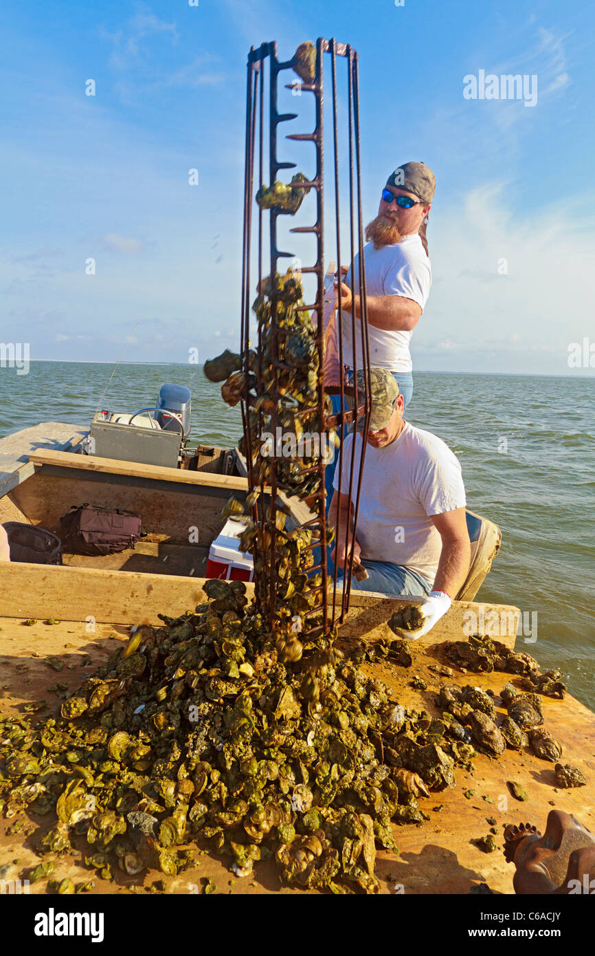 Oyster fishermen working with traditional harvest tongs and baskets in