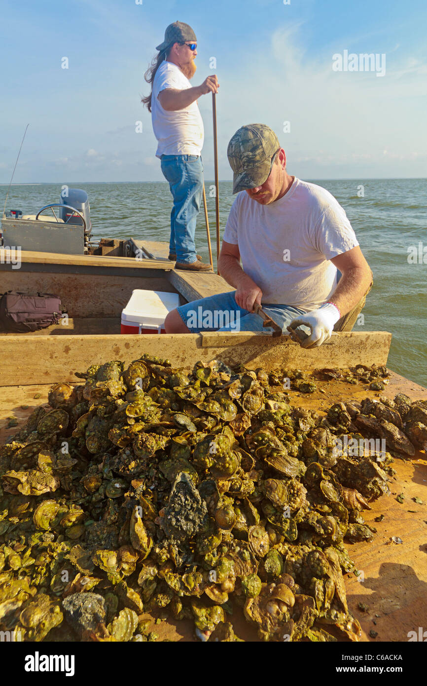 Oyster fishermen sorting oysters and working with traditional harvest