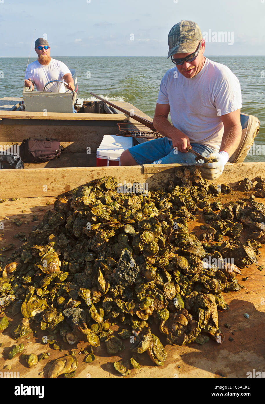 Oyster fishermen sorting oysters and working with traditional harvest