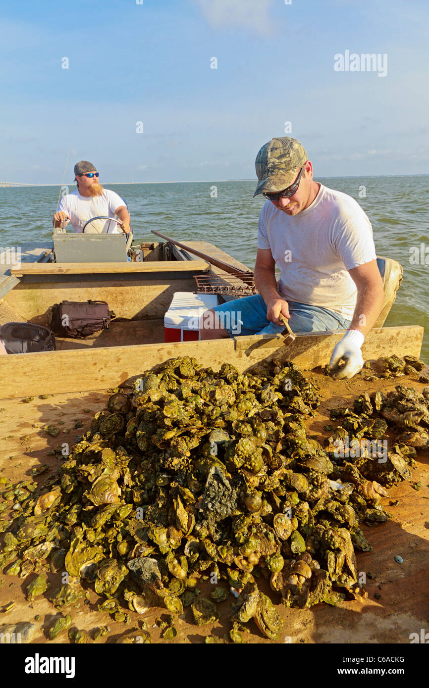 Oyster fishermen sorting oysters and working with traditional harvest