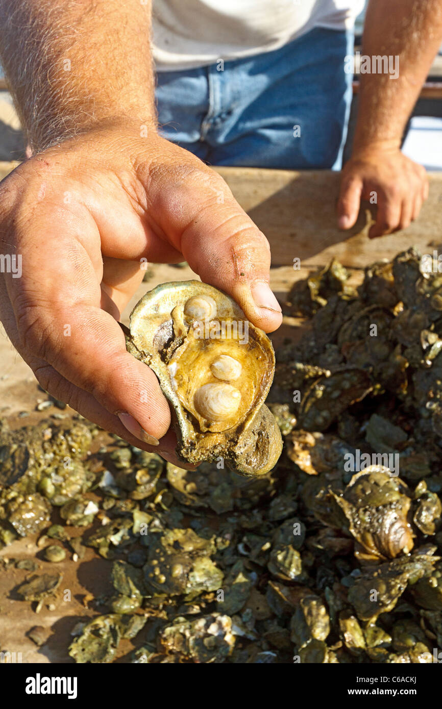 Closeup of fresh caught oyster shell with baby oysters forming Stock