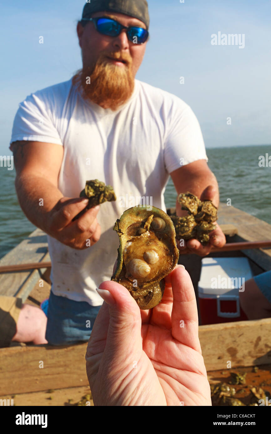Baby oysters hires stock photography and images Alamy