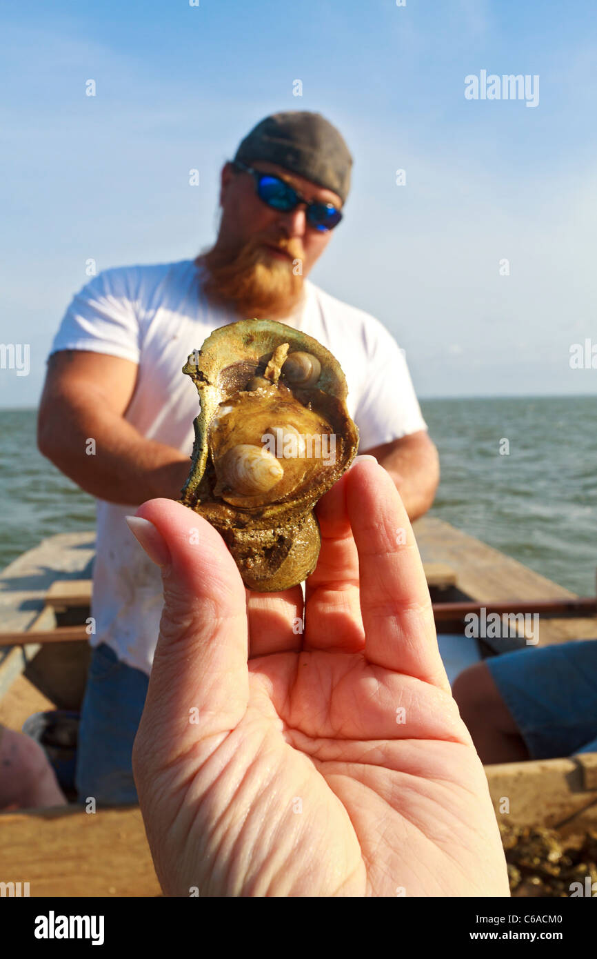 Baby oysters hires stock photography and images Alamy