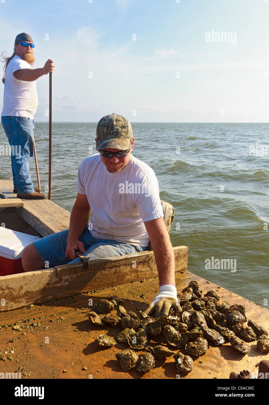 Oyster fishermen sorting oysters and working with traditional harvest