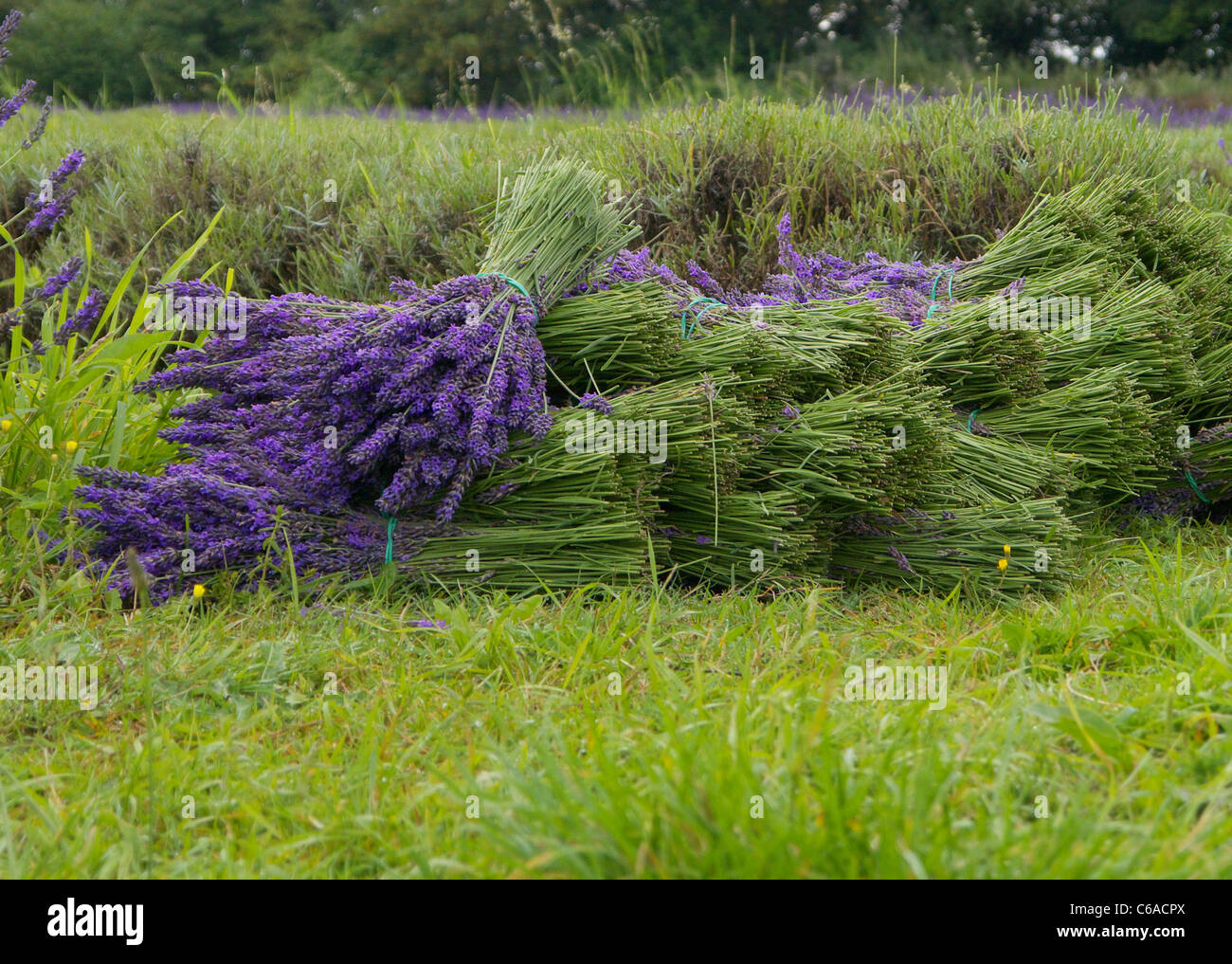 Trimmed lavender hi-res stock photography and images - Alamy