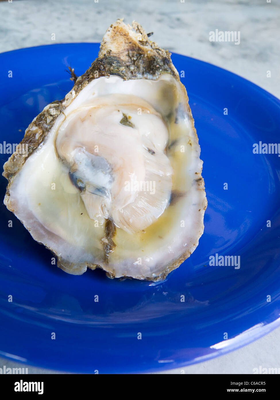Closeup of freshly shucked raw oyster. Florida Panhandle, USA. Stock Photo