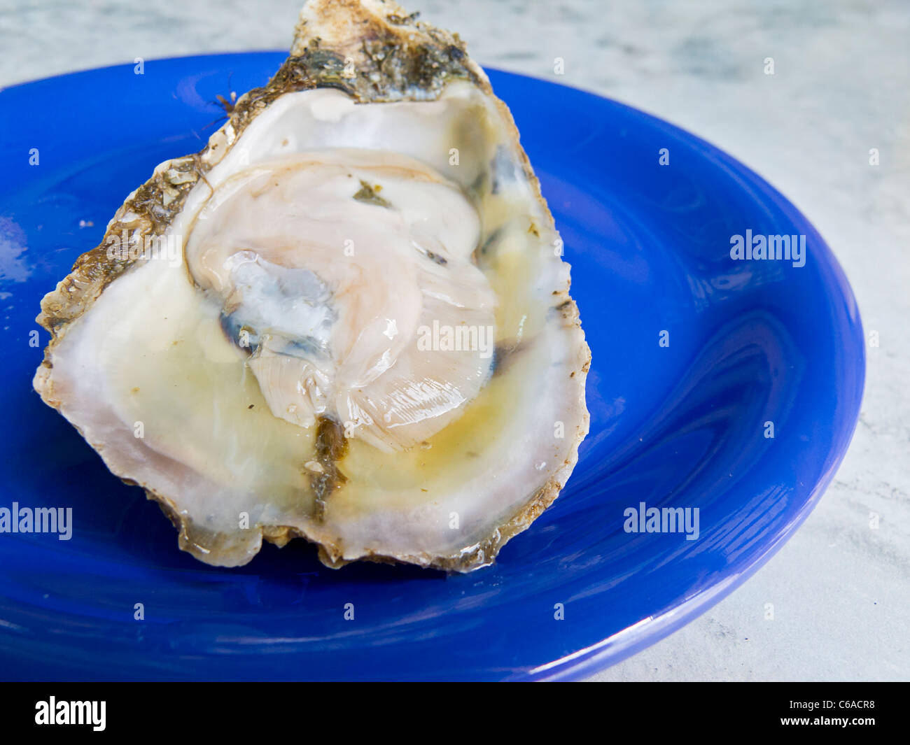 Closeup of freshly shucked raw oyster. Florida Panhandle, USA Stock