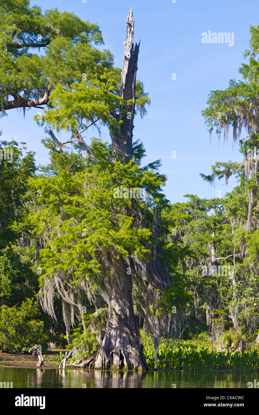 Bald cypress tree hires stock photography and images Alamy