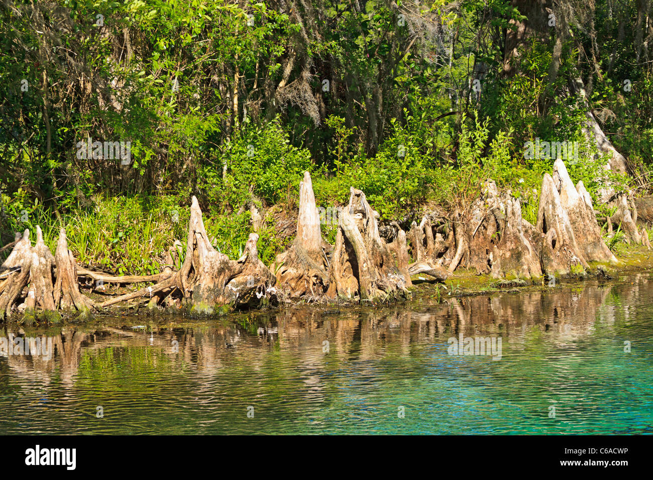 Cypress knees of bald cypress tree along Wakulla River Stock Photo Alamy