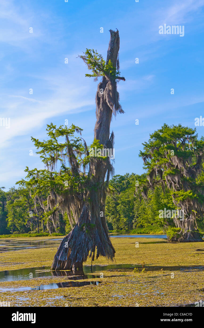 Old cypress tree hires stock photography and images Alamy