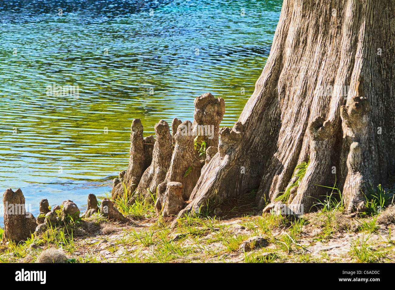 Bald cypress tree knee hires stock photography and images Alamy
