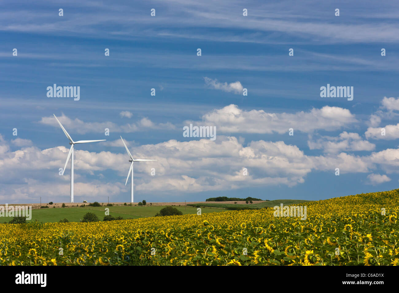 Wind energy generating turbines standing in the field with sunflowers. Stock Photo