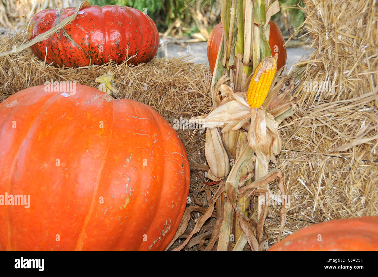 Corn Stalk Halloween High Resolution Stock Photography and Images - Alamy
